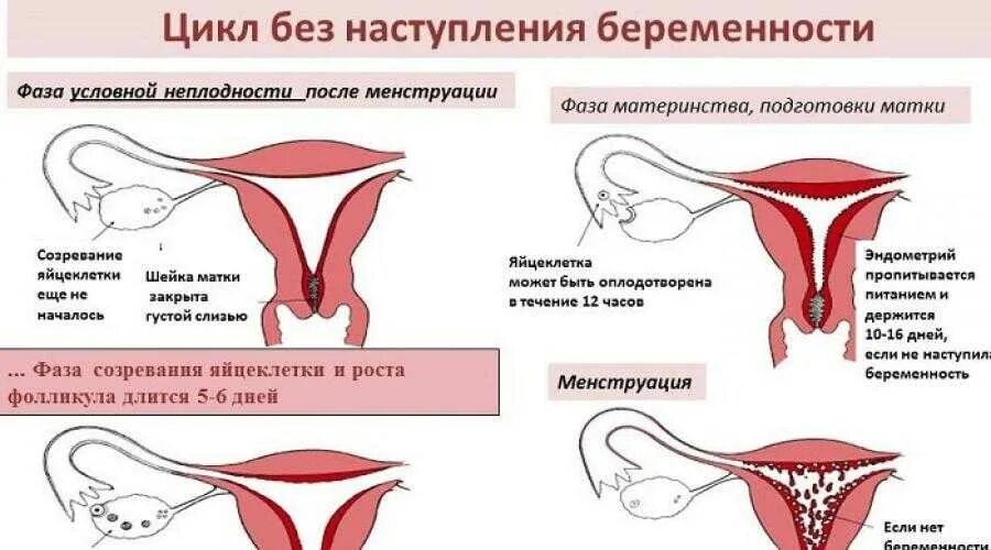 Месячный женщина сколько дней. Забеременеть при менструации. Половой акт в день овуляции. Последняя менструация. Половой акт при менструации.