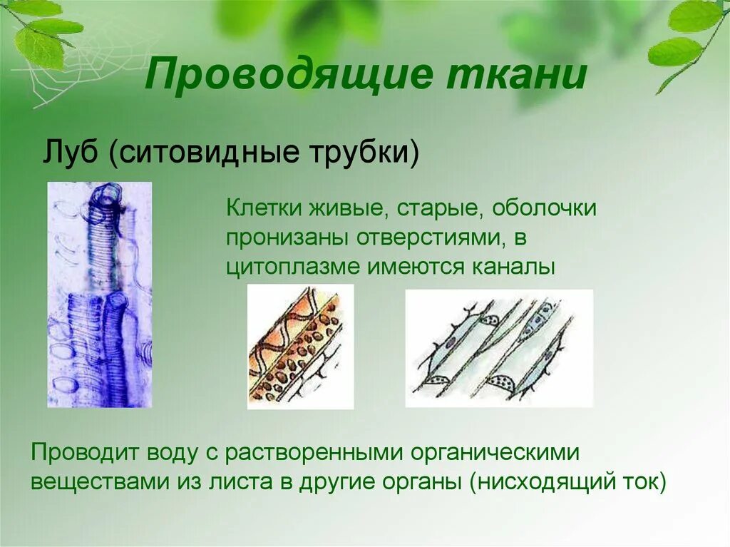 Живые клетки проводящей ткани. Ситовидные трубки проводящей ткани растений. Проводящие сосуды и ситовидные трубки. Проводящая ткань растений ситовидные трубки. Проводящая растительная ткань луба.