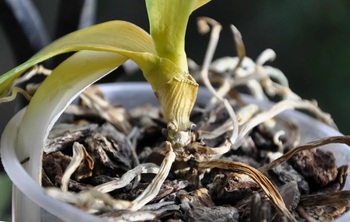 Корни орхидеи. У орхидеи сохнут корни. Воздушные корни орхидеи. Засохшее Корневое растение.