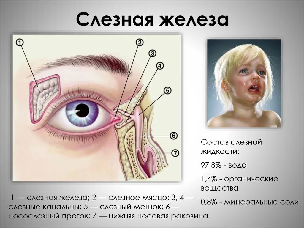 Слезные каналы где. Строение слезной железы анатомия. Анатомия глаза слезный мешок. Строение слезовых желез. Слёзная железа анатомия.