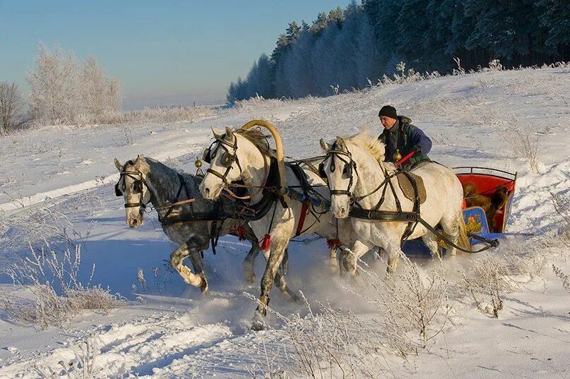 Лошадь в упряжке. Тройка лошадей. Лошадь с санями. Зимой на санях. Невдалеке стояла телега запряженная