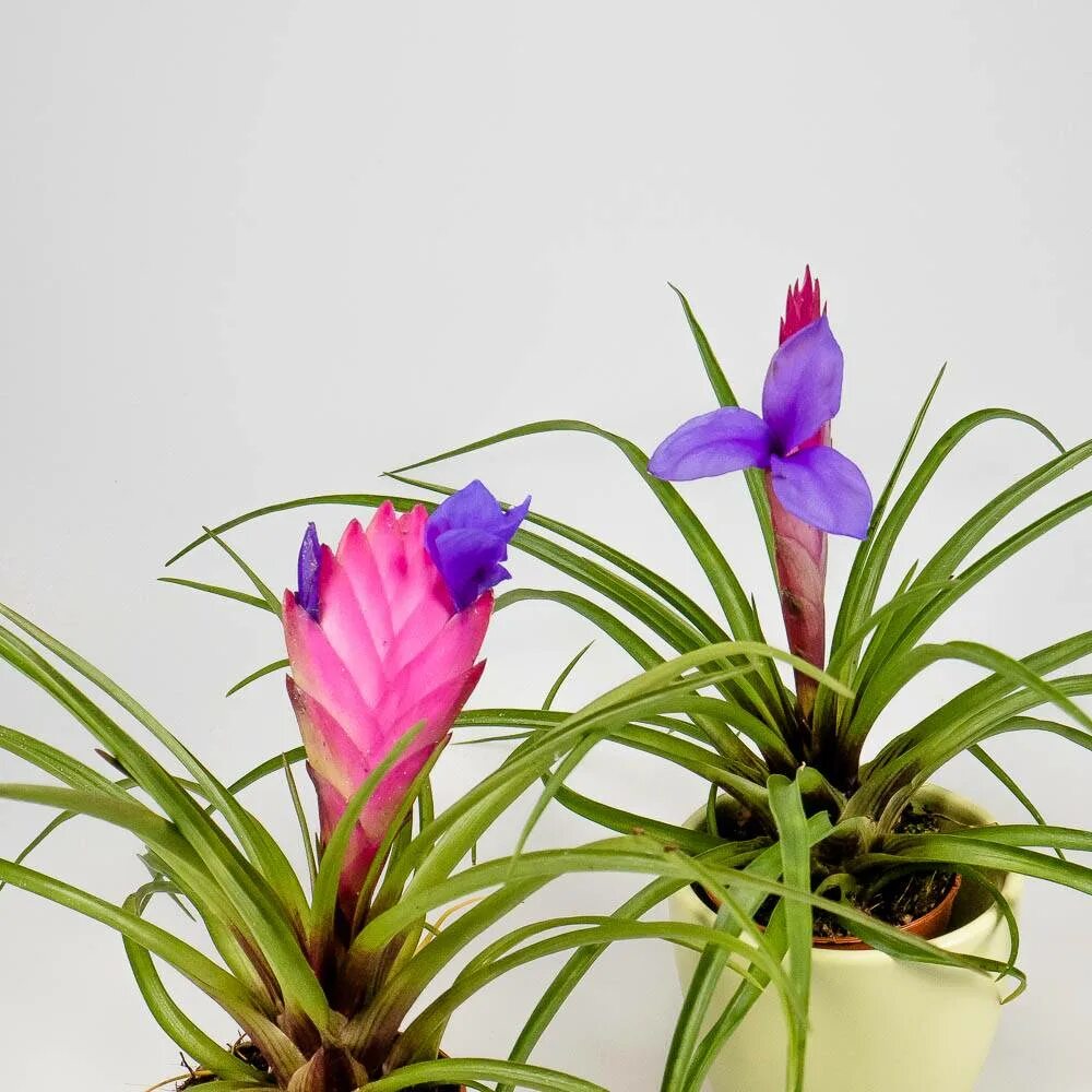 Тилландсия содержание. Тилландсия cyanea. тилландсия синяя (tillandsia cyanea).