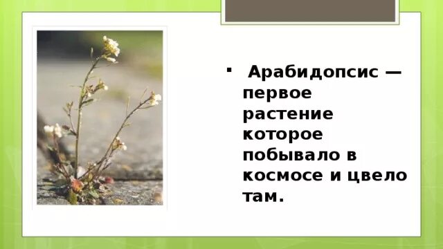 Какое растение первое зацвело в космосе. Арабидопсис растение в космосе. Первое растение которое расцвело в космосе. Растения растут в космосе. Растения побывавшие в космосе.