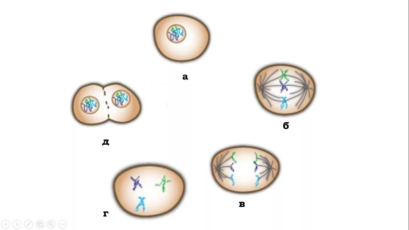 Митоз. Митоз рисунок. Митоз схема. Фазы митоза. Биология 9 класс митоз