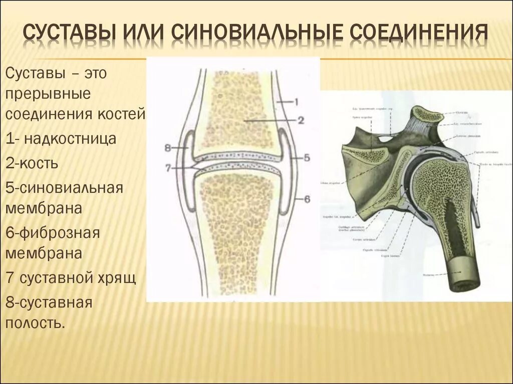 Какие структуры сустава. Прерывные соединения костей суставы. Надкостница коленного сустава. Строение синовиального соединения анатомия. Строение синовиального сустава.