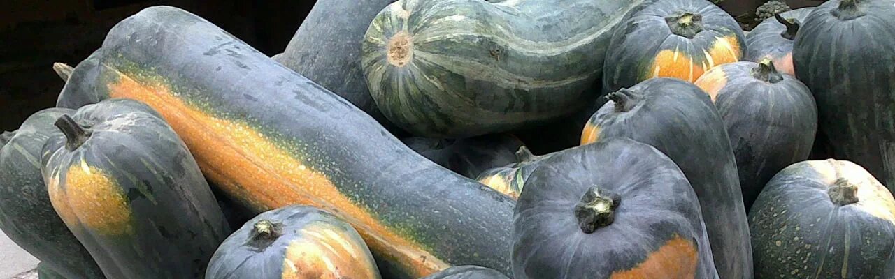 Тыква лунга ди наполи фото. Тыква лунга ди. Тыква неаполь лонг. Тыква мускатная лунга ди наполи. Тыква неаполь лонг.