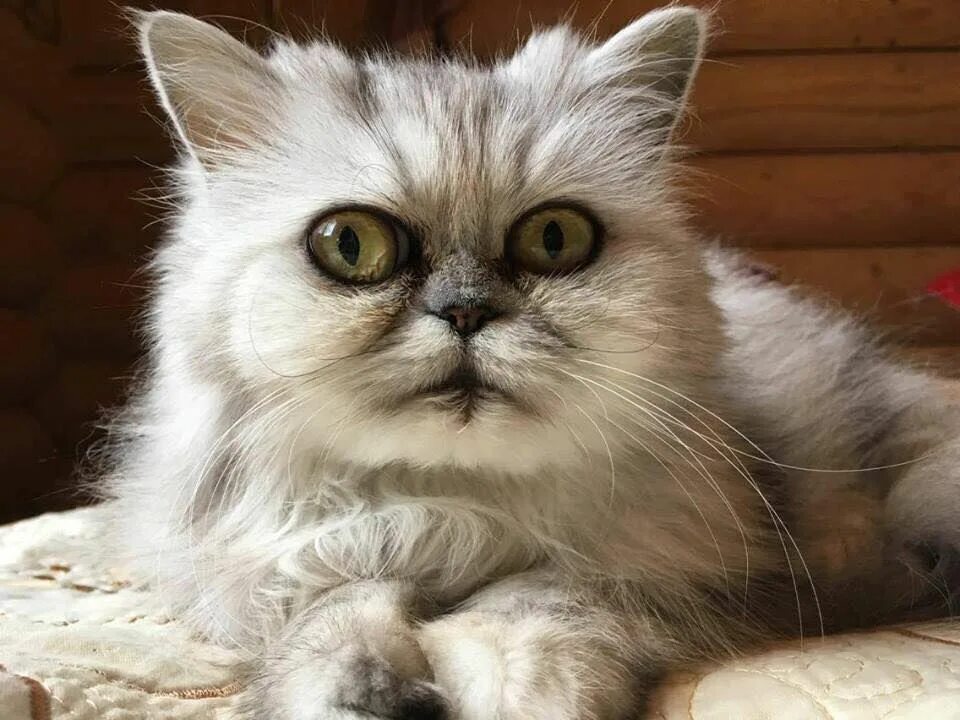Сознание у животных. Сознание у животных