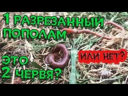 Дождевой червь пополам