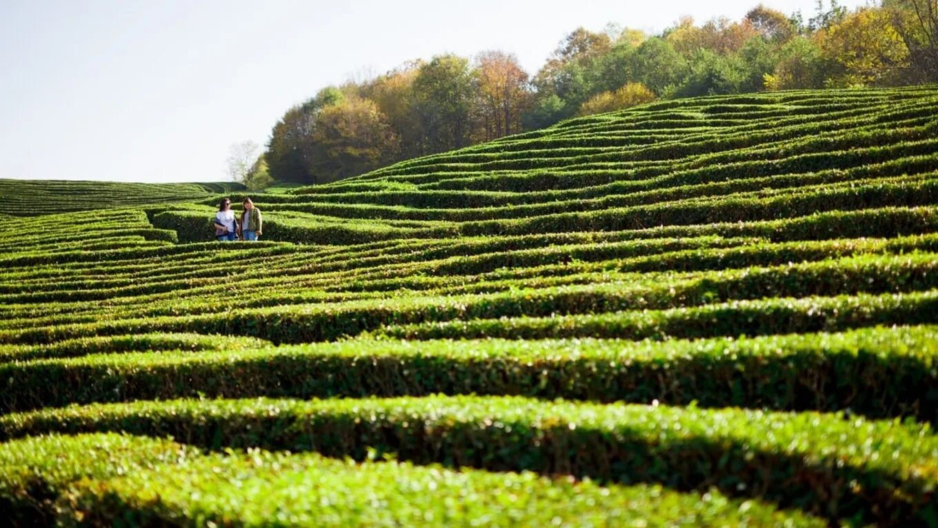 Солох аул сочи чайные плантации. Дагомыс айные плантация дагомыс. Чайные плантации сочи дагомыс. Чайные плантации мацеста чай. Чайные плантации дагомыс.