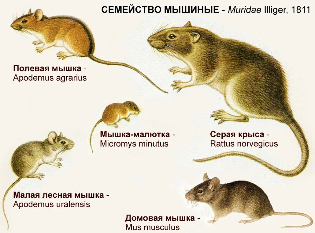 Какие типы мышей. Семейство мышиные представители. Строение мыши полевки. Разница крысы и мыши полевки. Мышь полевка Размеры.