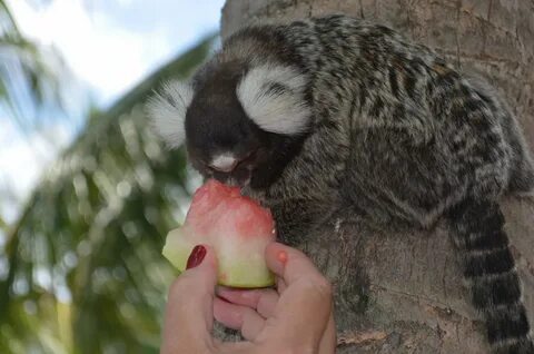 Monkey fruits