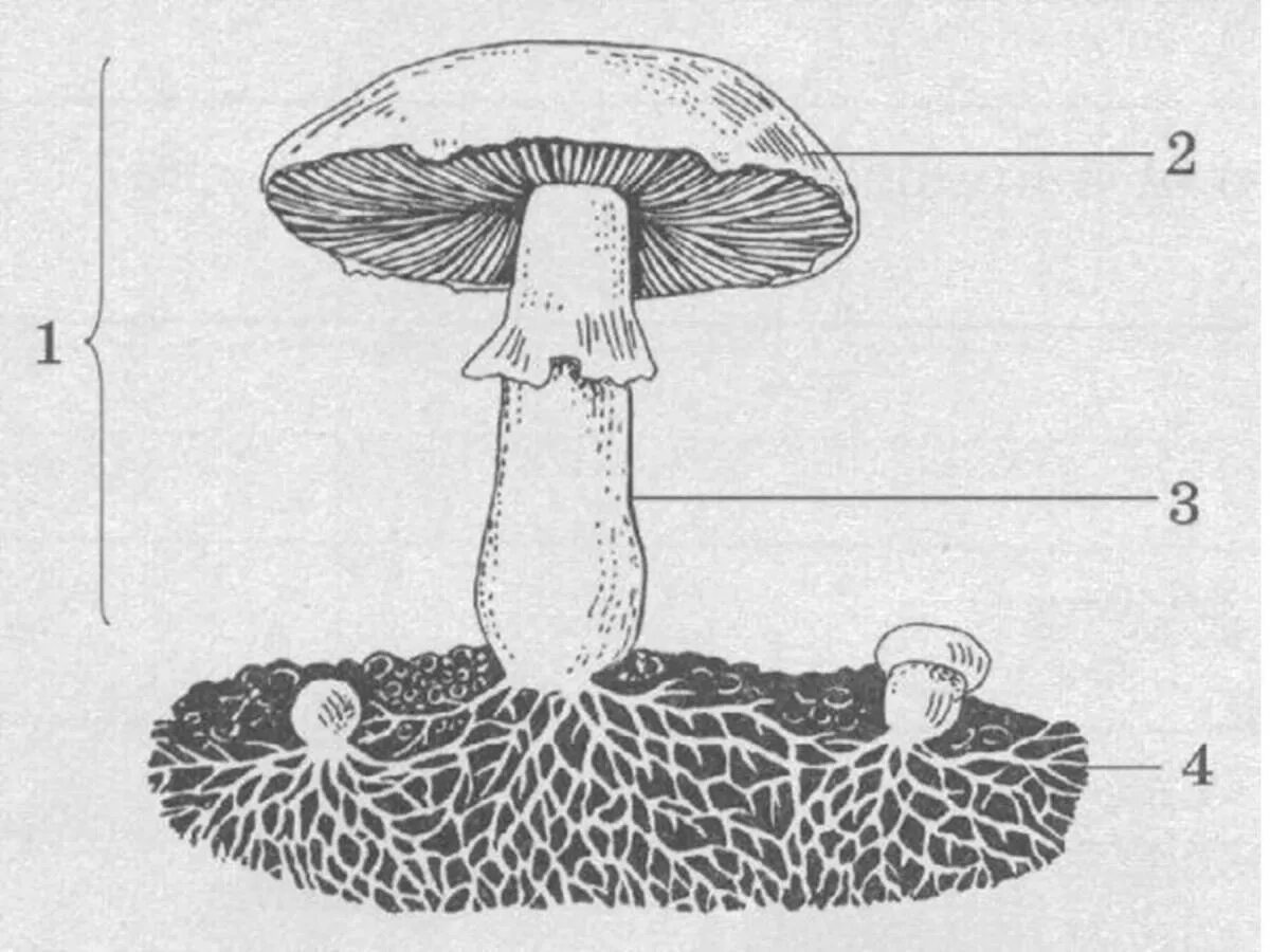 Грибы строение шляпочных грибов. Строение шляпочного гриба. Строение шляпочных грибов. Строение шляпочного гриба рисунок схема 5 класс биология.