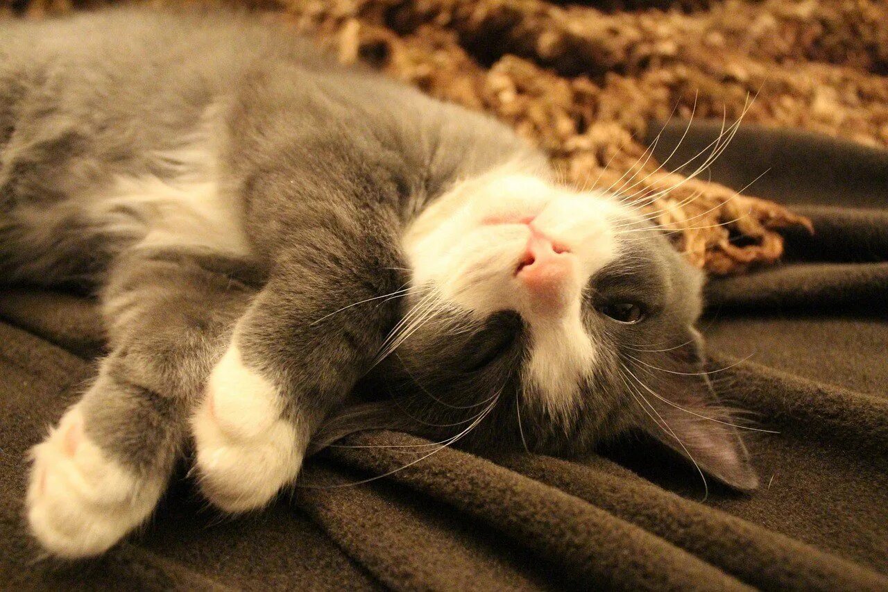 Котенок устал