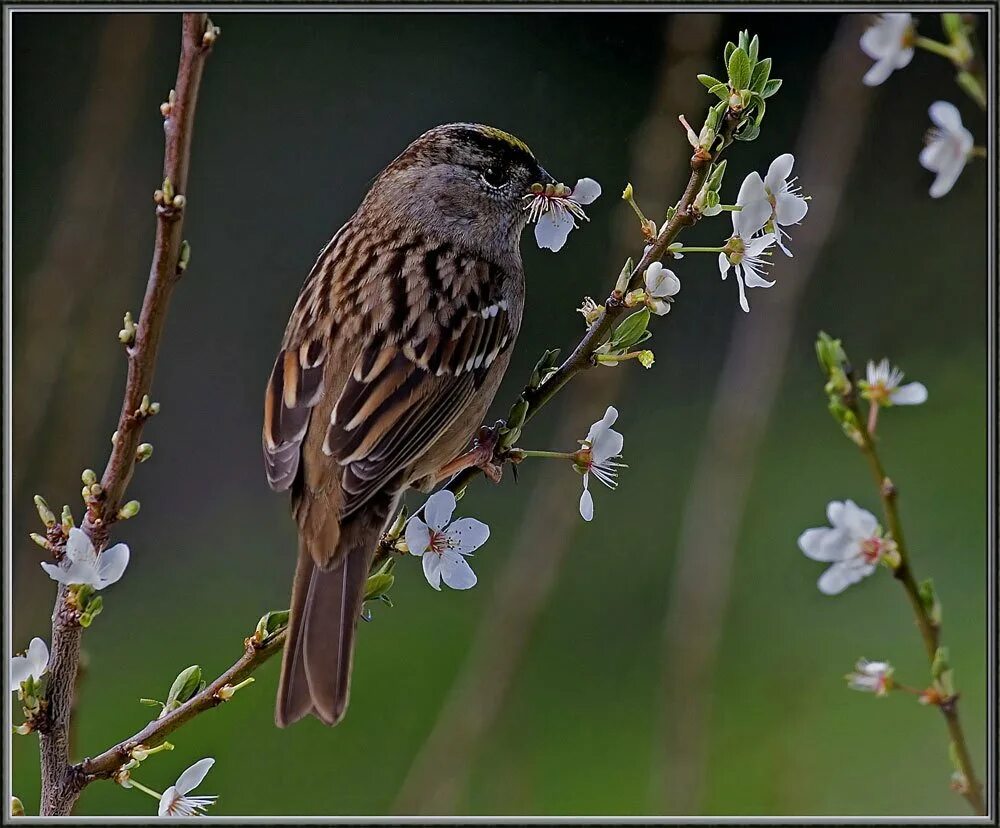 Птицы весной. Первые весенние птицы. Красивые птицы весной. Птицы и насекомые весной.