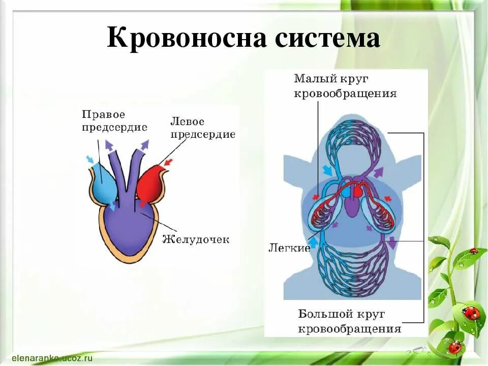 Кровообращение у насекомых. Кровообращение насекомых. Круги кровообращения насекомых. Число кругов кровообращения у птиц. Какой круг кровообращения у насекомых.