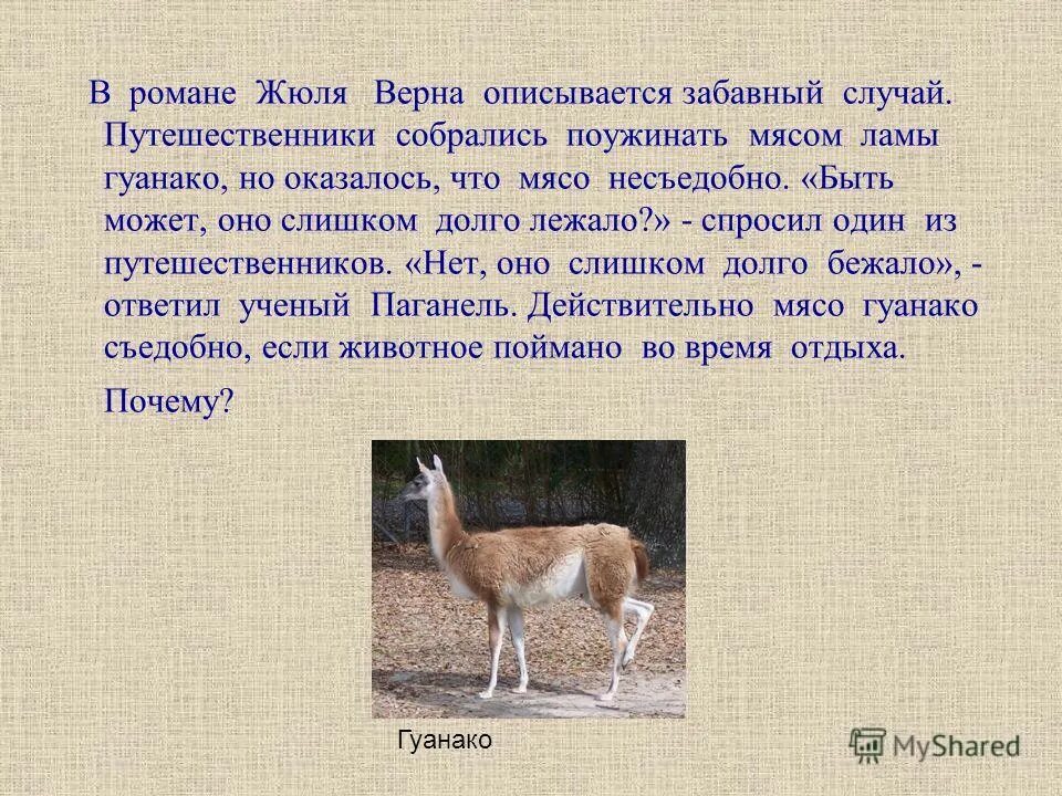 лама презентация. лама энциклопедия для детей. лама викунья. растительный и животный мир в андах южной америки. верблюлама – гибрид ламы и верблюда.