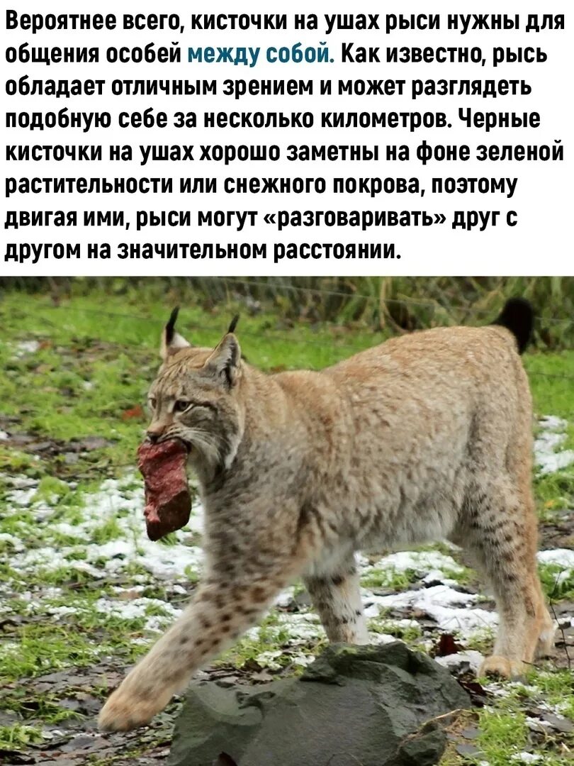 Рысь каракал. Кисть у рыси. Рысь 140. Виды рысей. Украшенные кисточками рысьи уши хорошо слышат.