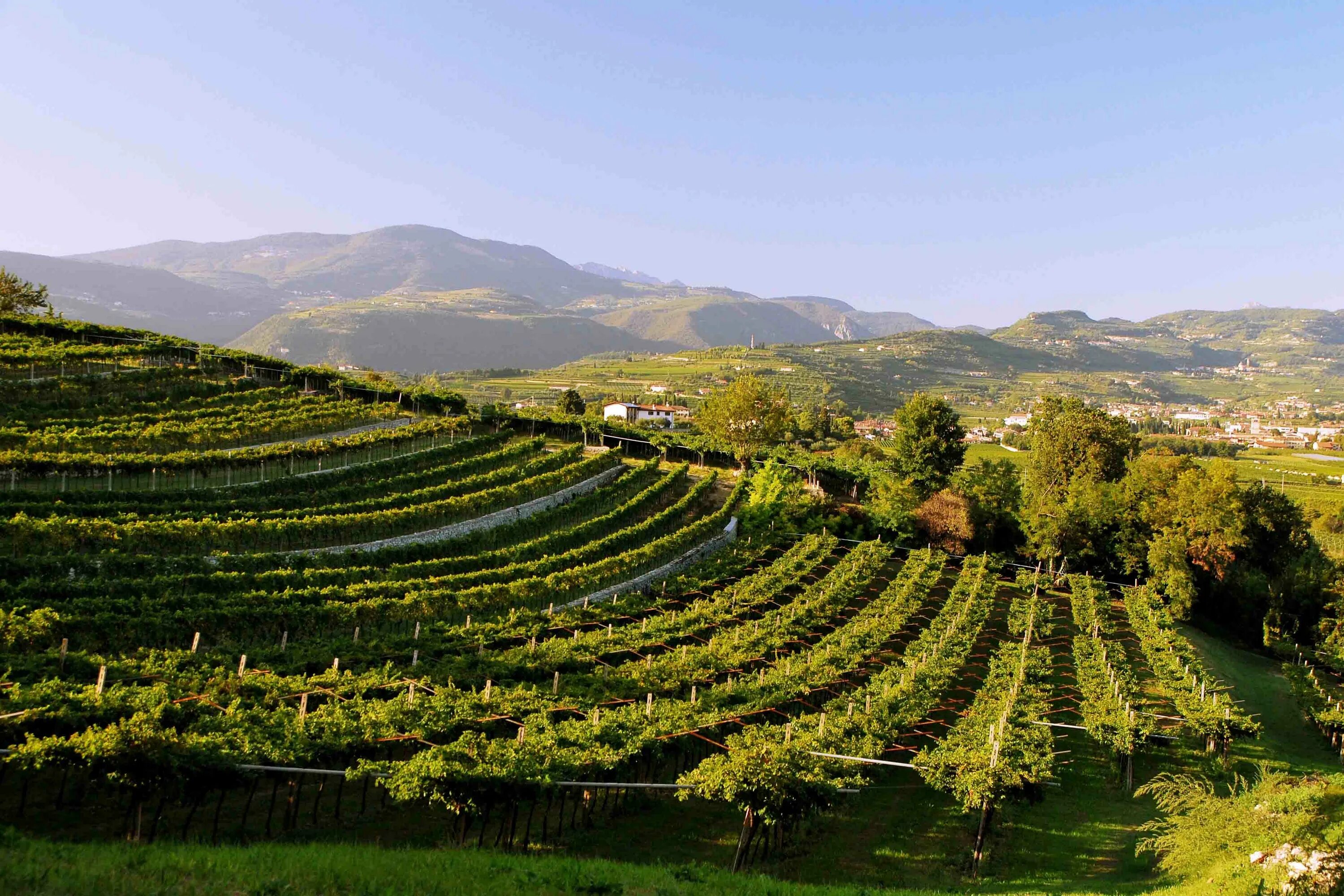 Венето Италия виноградники. Винодельческий регион Венето Италия. Регион Венето Италия вино. Вино венето италия