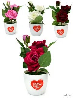 Rose 24