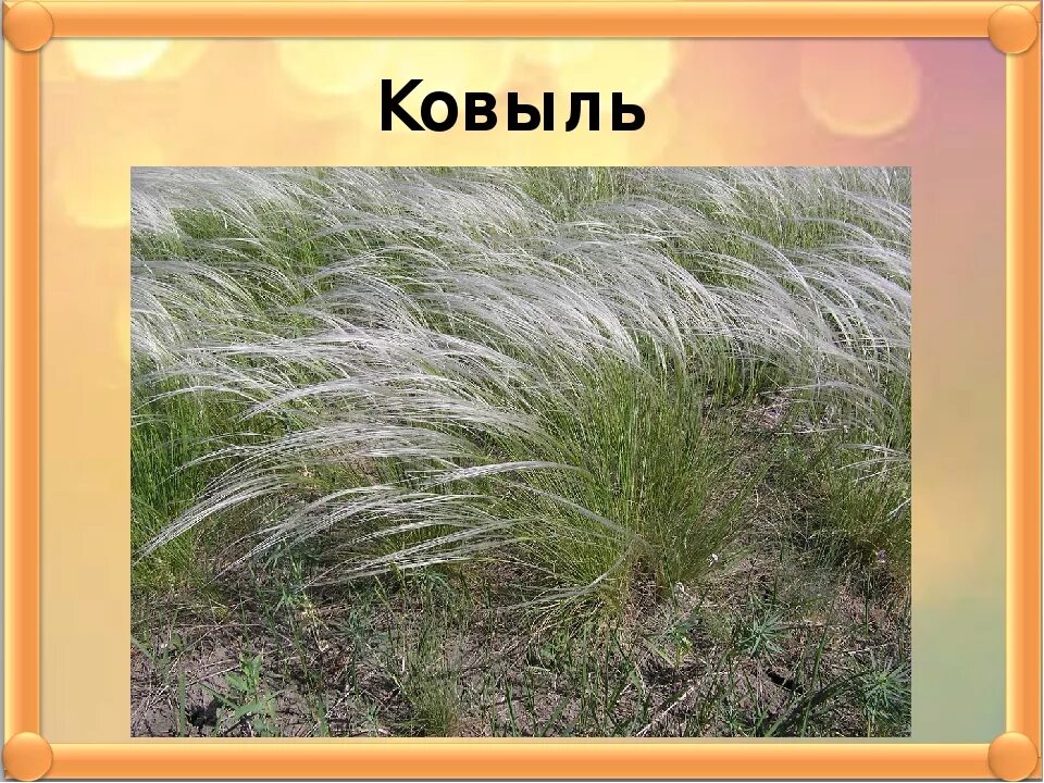 Ковыль сообщение 4 класс. Ковыль сообщение 4 класс