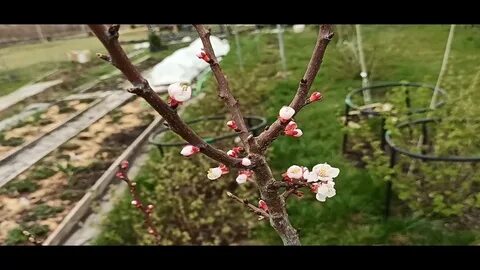 Выращивание абрикоса