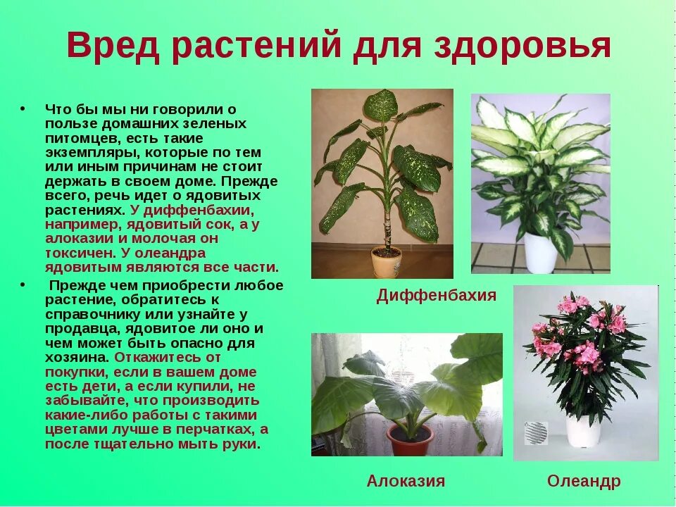 Полезное растение для человека сообщение. Комнатные растения. Вредные комнатные растения. Комнатные растения названия. Ядовитые комнатные растения.