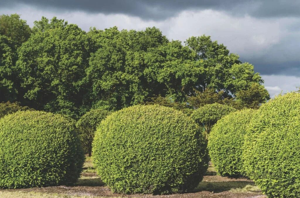 Самшит вечнозеленый дерево. Самшит — Buxus colchica. Самшит в Монако. Самшит гирканский.