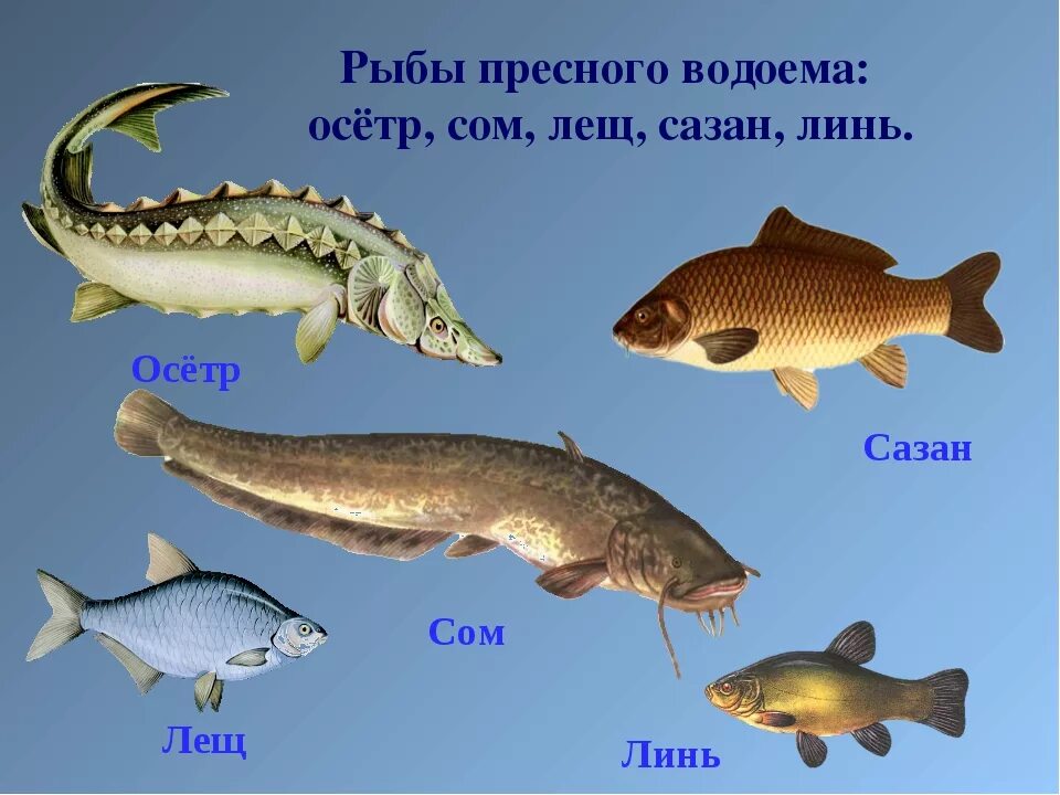 Какая рыба в прудах. Рыбы которые обитают в водоемах. Рыбы живущие в пресной воде. Рыбы обитающие в пресных водоемах. Названия рыб пресных водоемов.