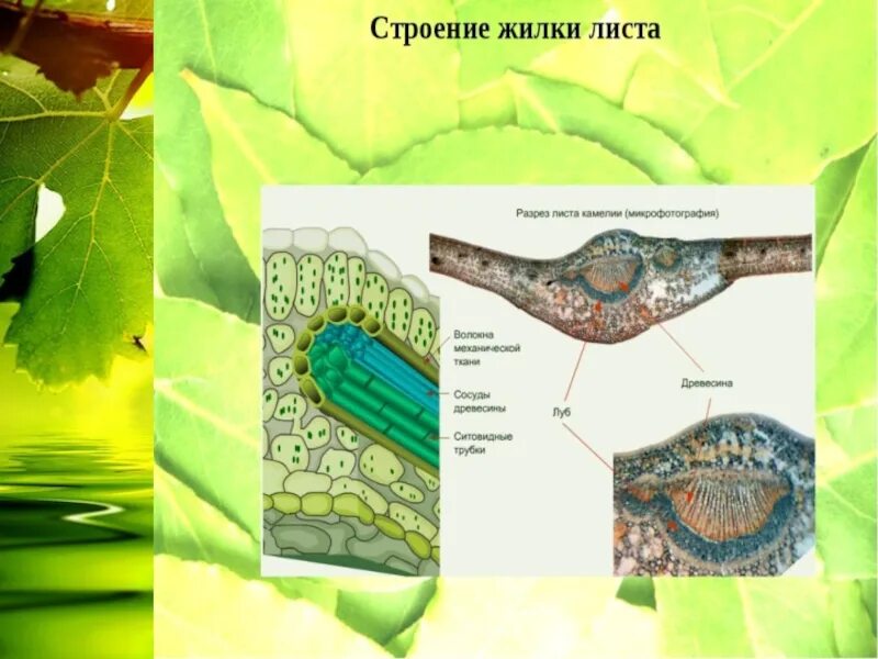 Какой тканью представлены жилки. Строение жилок листа 6 класс. Поперечный разрез листа камелии. Клеточное строение листа камелии. Строение жилок листа биология 6 класс.