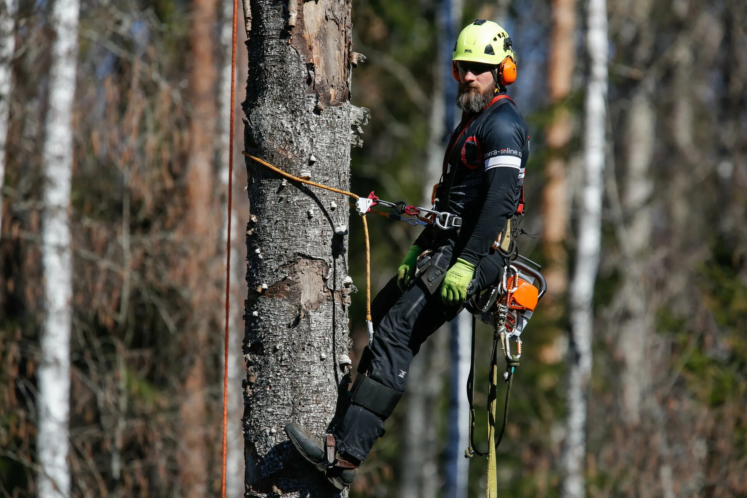 Альпинизм на деревьях. Арборист профессия. Арбористика. Арбористика альпинистами. Арбористика tree climbing.