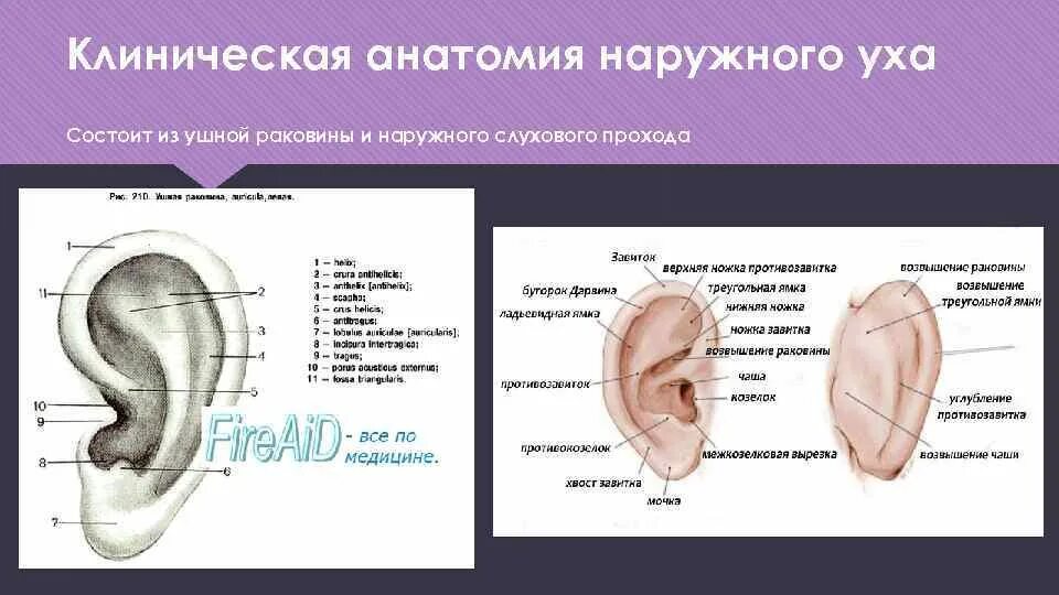 Наружное ухо состоит из ушной раковины. Строение наружного уха клиническая анатомия. Анатомическое строение ушной раковины. Ухо строение анатомия ушная раковина. Структура ушной раковины человека схема.