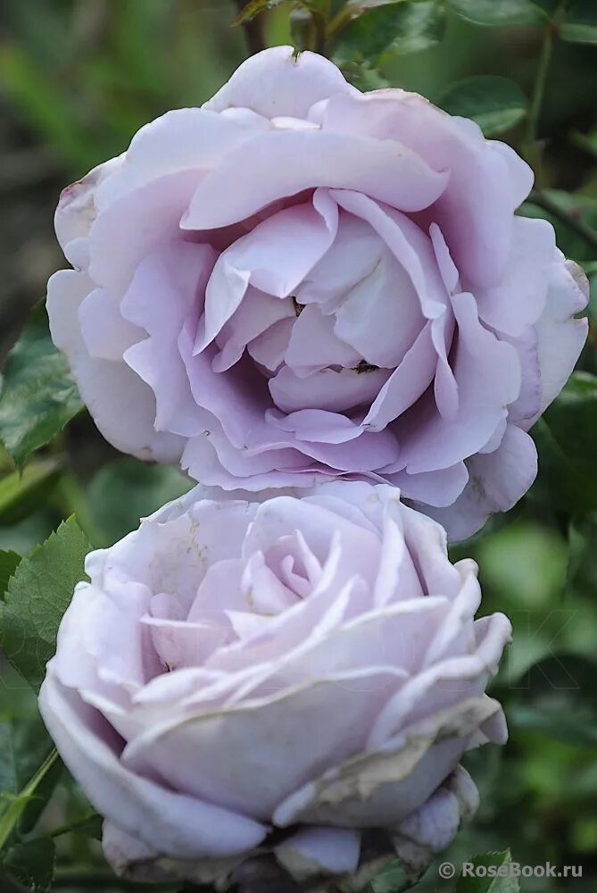 Rose, Rose pictures, English roses
