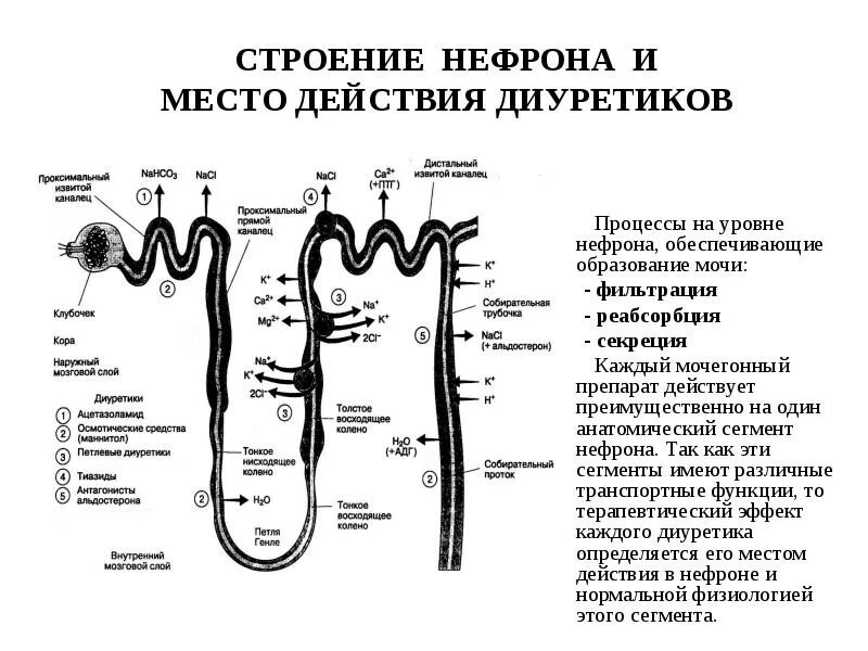 Схему строения нефрона и функция. Строение нефрона реабсорбция фильтрация. Проксимальный отдел нефрона строение. Мочевыделительная система человека строение нефрона. Что образуется в нефроне