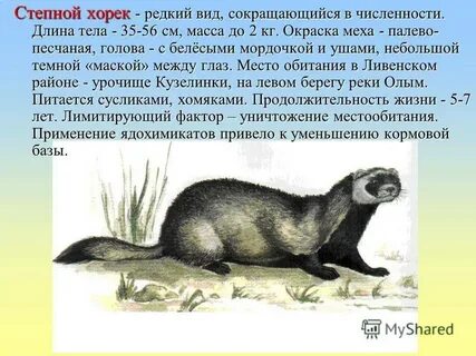 История жизни хоря