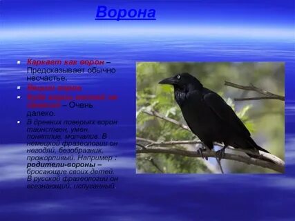 Ворона перевод на английский