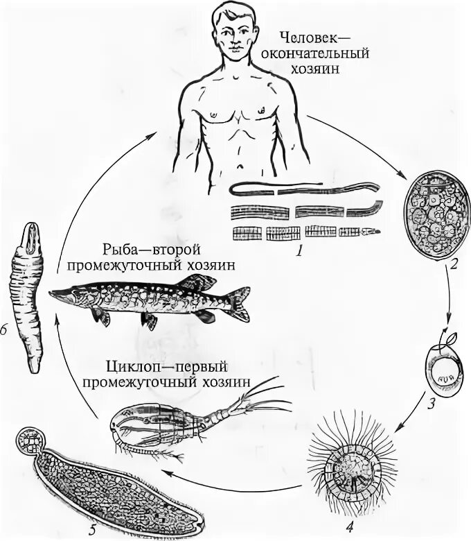 Жизненный цикл широкого лентеца. Жизненный цикл широкого лентеца схема. Широкий лентец жизненный цикл. Широкий лентец цикл развития.