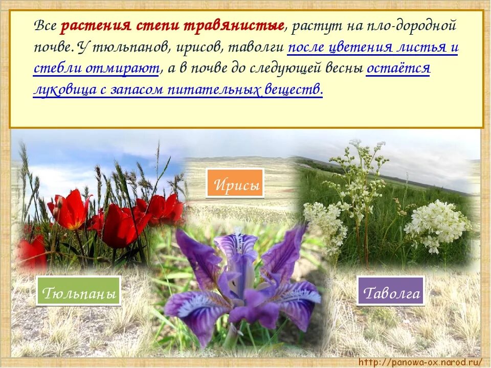 Сообщение на тему степь. Растения степи. растения зоны степей. презентация на тему растения степи. доклад на тему растения степи.