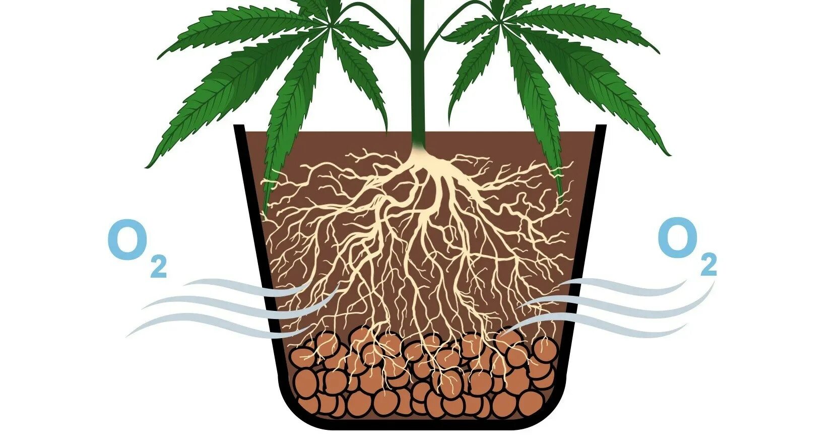 3 как усилить доступ воздуха к корням. Перелив растений. Перелив корни марихуаны не дышут. Недолив ростка марихуаны. Ростки марихуаны не растут.