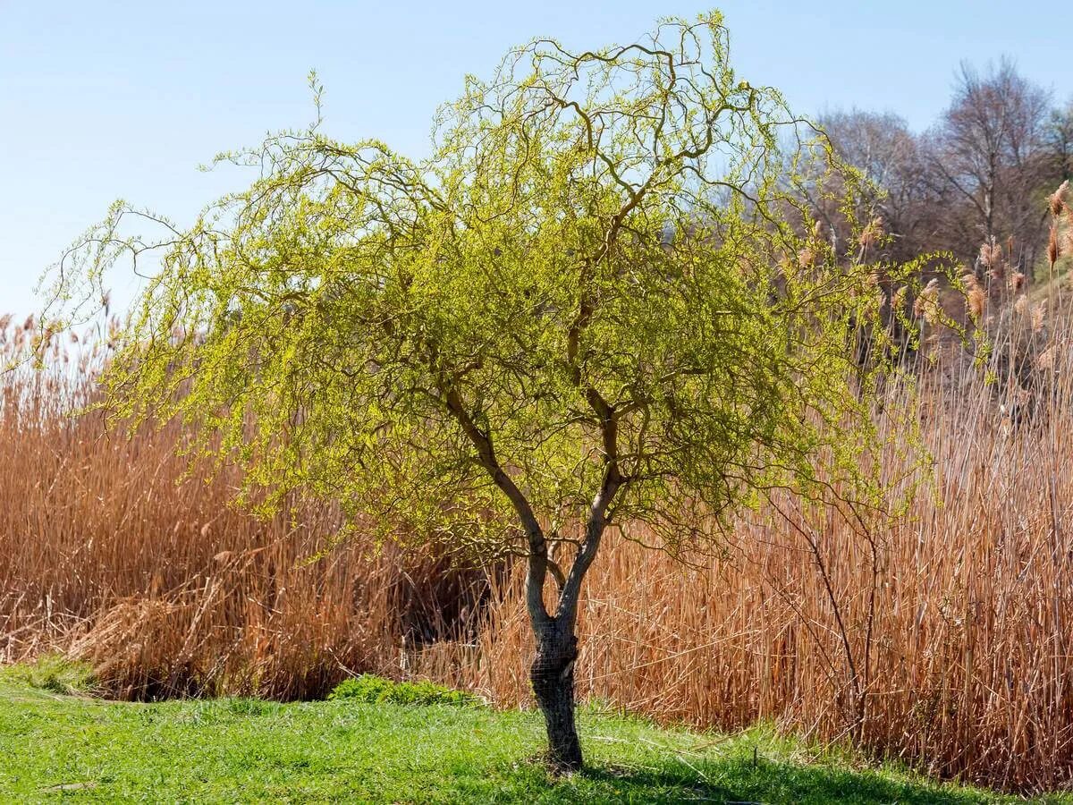 Ива кудрявая фото. Ива Извилистая Матсудана. Ива Извилистая Матсудана (Salix matsudana). Ива гибридная Свердловская Извилистая. Ива Уральская Извилистая плакучая.