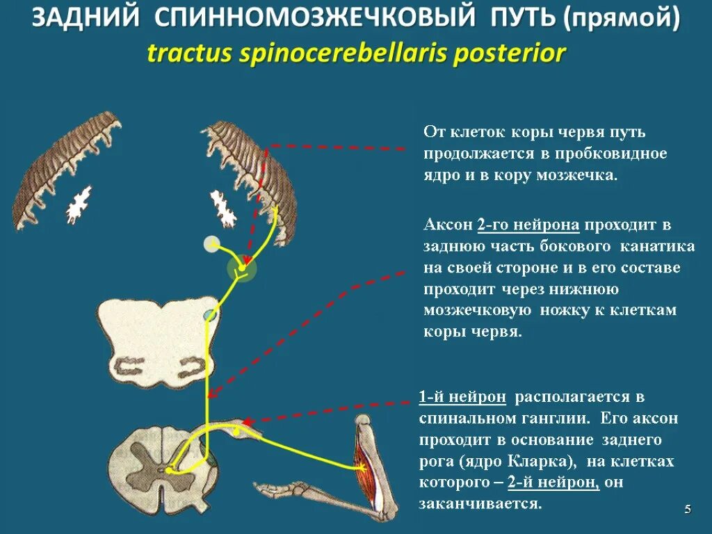 Передний спинно-мозжечковый путь Говерса. Задний спинно-мозжечковый путь схема. Задний спинно-мозжечковый путь мозжечка. Задний спинно-мозжечковый путь (путь Флексига)..