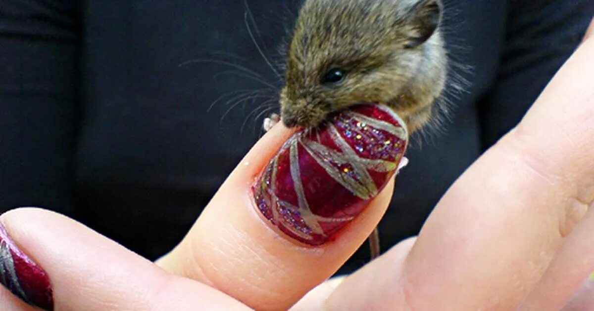 Последствия грызунов ногтей. Маникюр грызунчика. Ногти грызунов. Стричь когти хомяку джунгарику. Маникюр с хомяком.