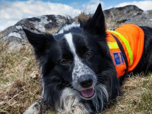 Rescue dog. Pets word searching. Dog wordsearch the dogs in this word search. Wordsearch животные. Wordsearch dogs.