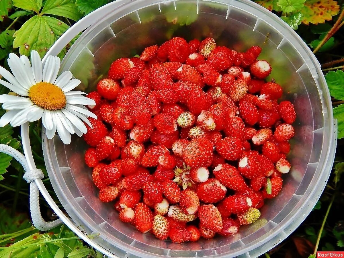 Земляника Вива Росса. Земляника Шпанка. Земляника Лесная (Fragaria vesca). Ремонтантная земляника мечта. Фото клубники земляники