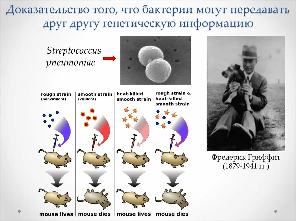 Передача генетической информации у бактерий. Передача наследственной информации у бактерий. Стрептококки генетическая информация. Кому бактерия может передать свою генетическую информацию. Наследственная информация у бактерий