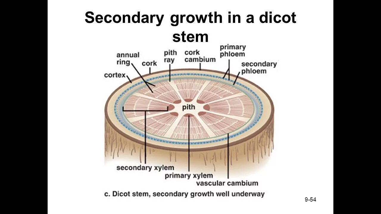 Growth type. Exponential curve. Product development life cycle. Growth type. Secondary structure of the root.