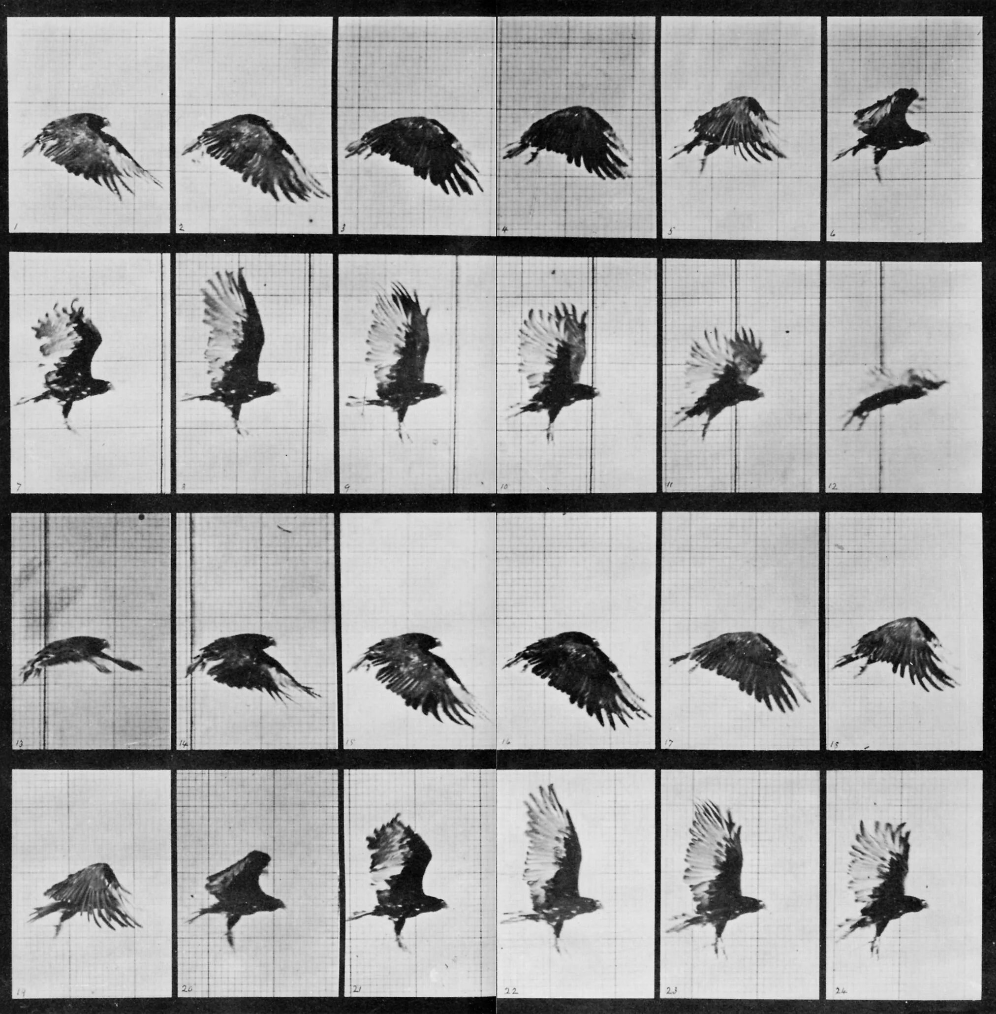 Eadweard Muybridge. Раскадровка птицы. Раскадровка движения птицы. Раскадровка анимации птицы.
