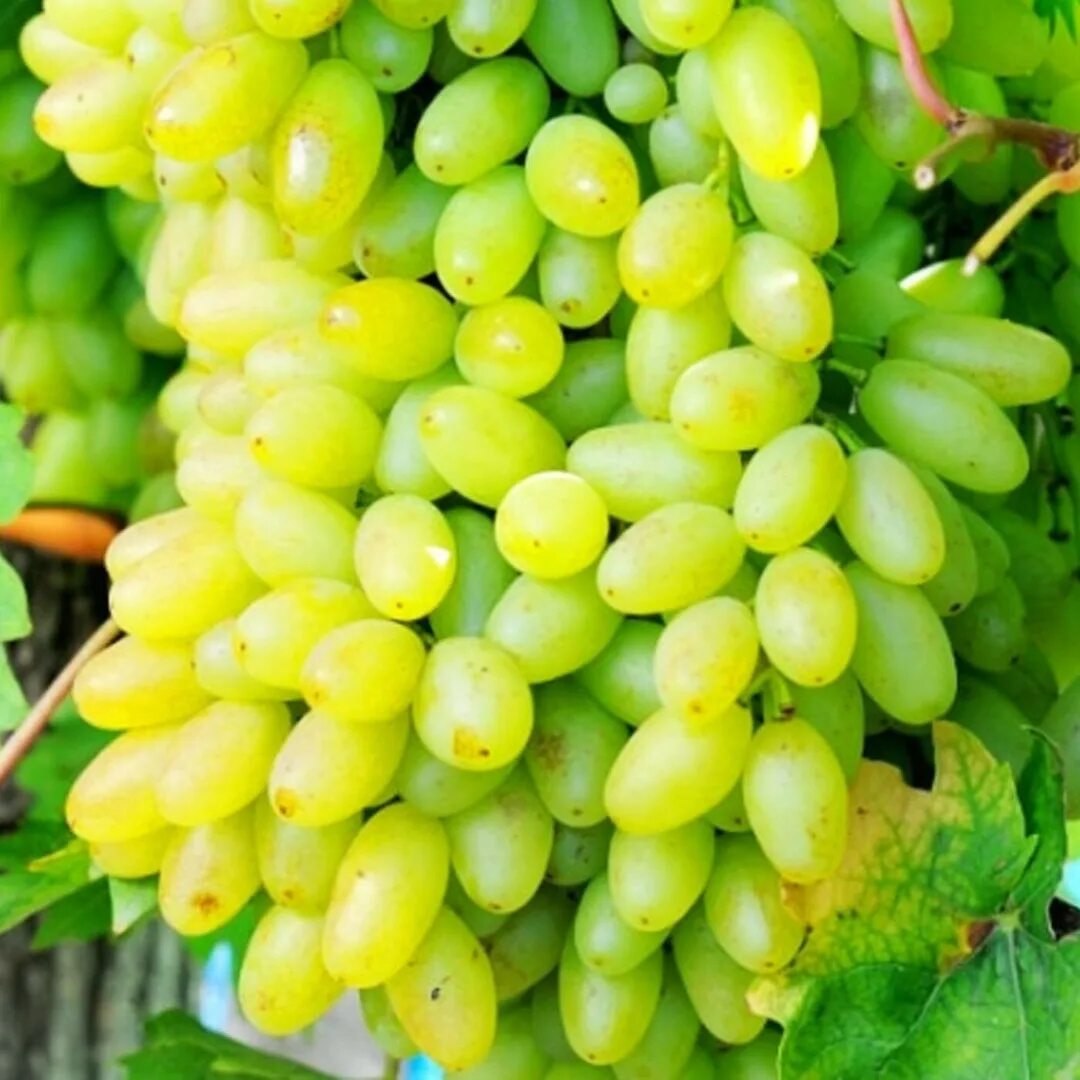 Виноград столетие описание сорта отзывы. Сорт винограда столетие кишмиш. Виноград кш мш столетие. Киш миш столетия виноград. Виноград плодовый кишмиш столетие.