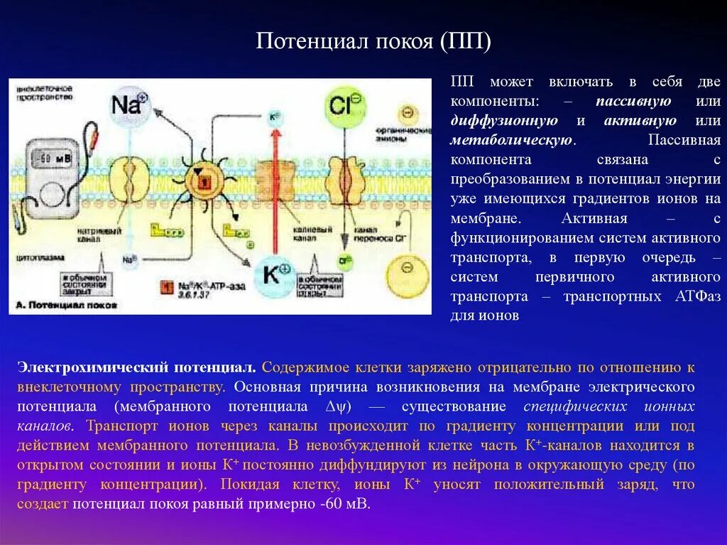 Физическое состояние клетки. Мембранный потенциал покоя клетки. Величина мембранного потенциала покоя нервной клетки. Мембранный потенциал ионов клетки. Состояние покоя в мембранном потенциале клетки.