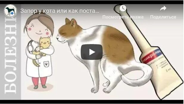 Как сделать клизму коту. Клизма кошке при запоре. клизма для кошек одноразовые. как правильно ставить клизму коту при запоре.