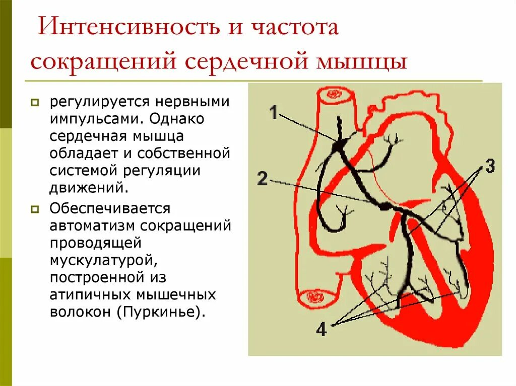 Частота сокращений сердечной мышцы. Частота сердечных сокращений регулируется. Сокращение сердечной мышцы. Сокращение сердечных мышц.